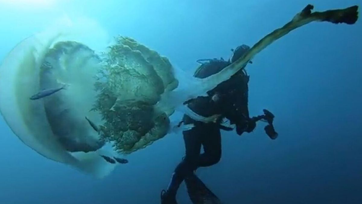 A giant barrel jellyfish, Rhizostoma luteum, pulsating next to a diver in the blue water off the coast of Spain.
